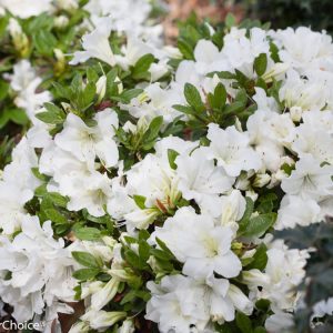 Azalea Bloom-a-thon White
