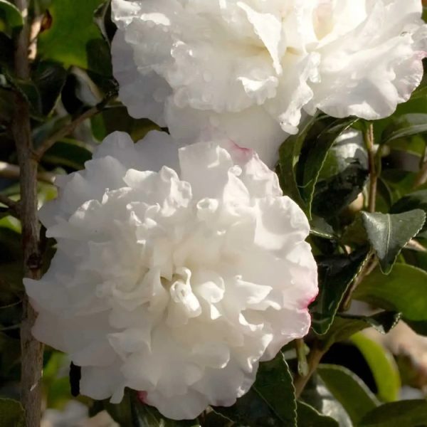 Camellia OM Snow