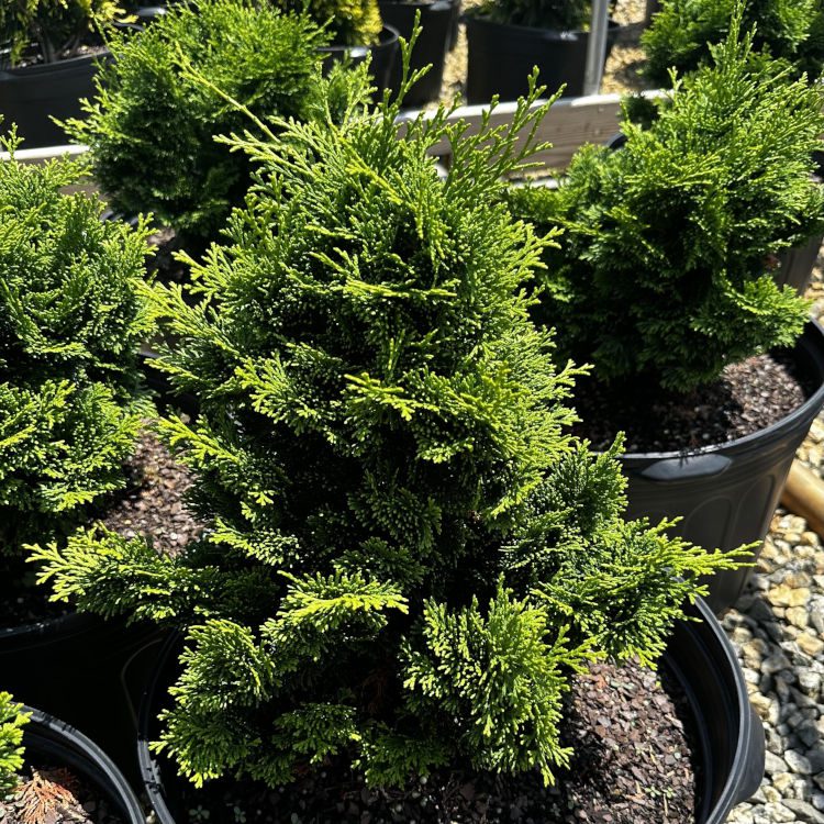 Chamaecyparis obtusa ‘Nana Gracilis’ | Piedmont Carolina Nursery