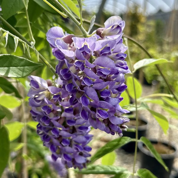 Wisteria frutescens 'Amethyst Falls'