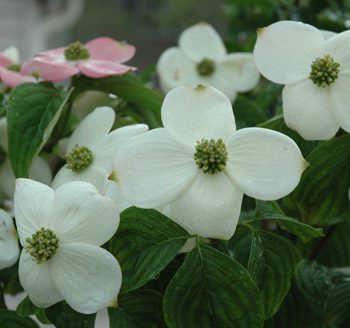 Cornus x 'Rutgan' Stellar Pink®