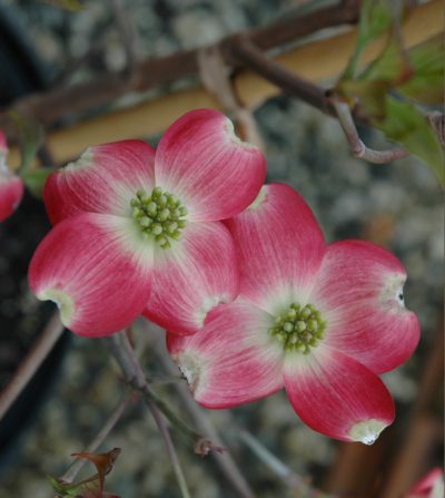 Cornus florida 'Comco 1' Cherokee Brave™ PP10166