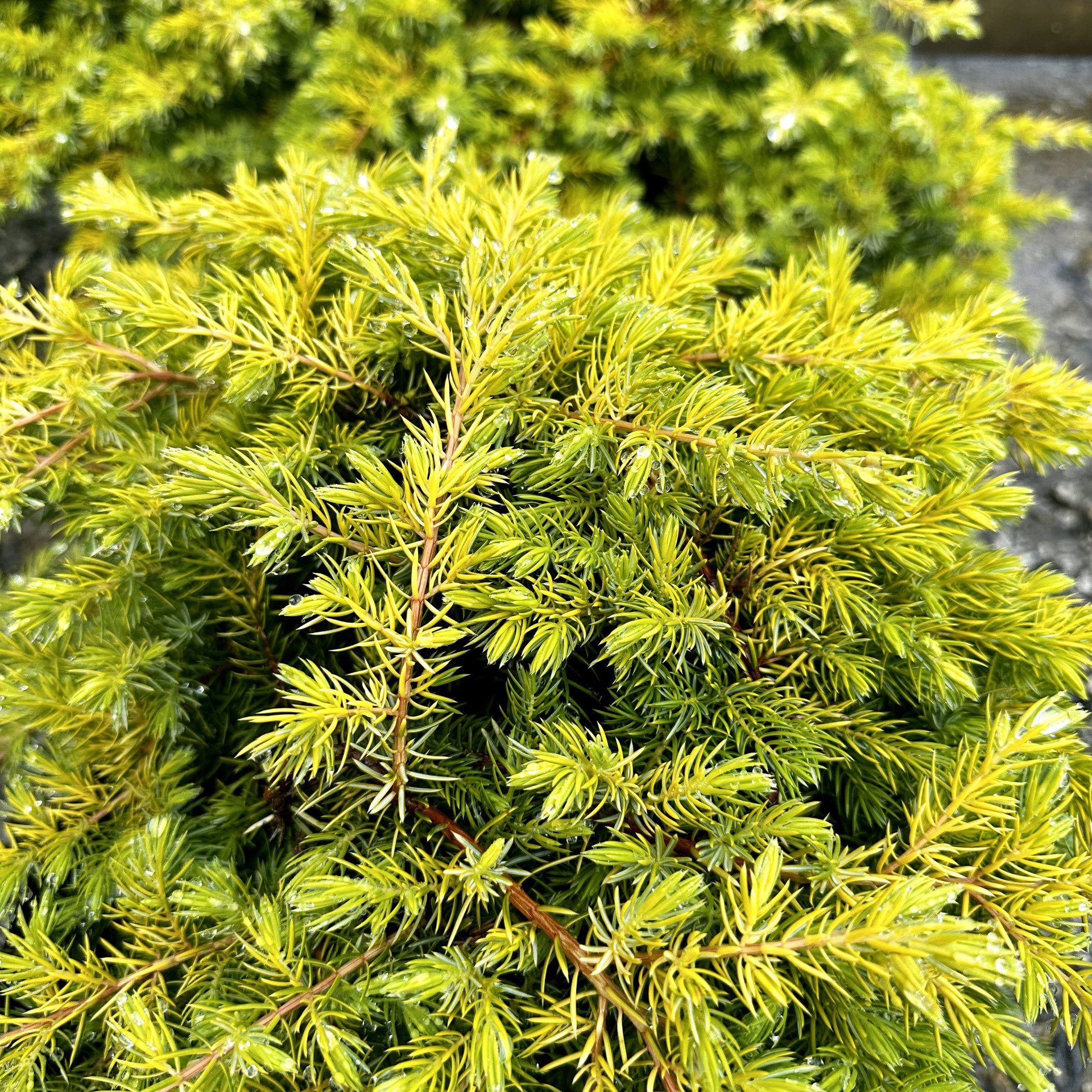 Juniperus conferta ‘All Gold’ | Piedmont Carolina Nursery