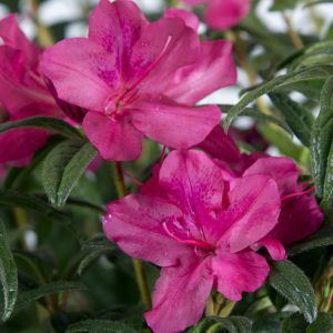 Azalea Autumn Jewel