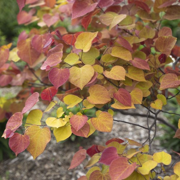 Cercis Flame Thrower