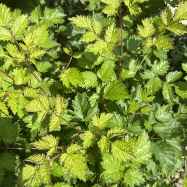 Astilbe x arendsii 'Beauty of Lisse' Color Flash Lime® PP17816
