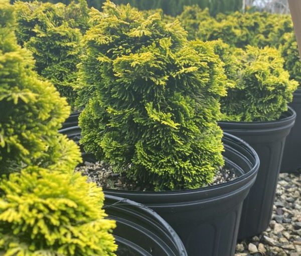 Chamaecyparis obtusa ‘Nana Lutea’ | Piedmont Carolina Nursery