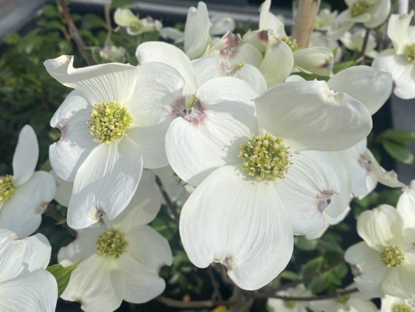 Cornus florida ‘Cloud Nine’