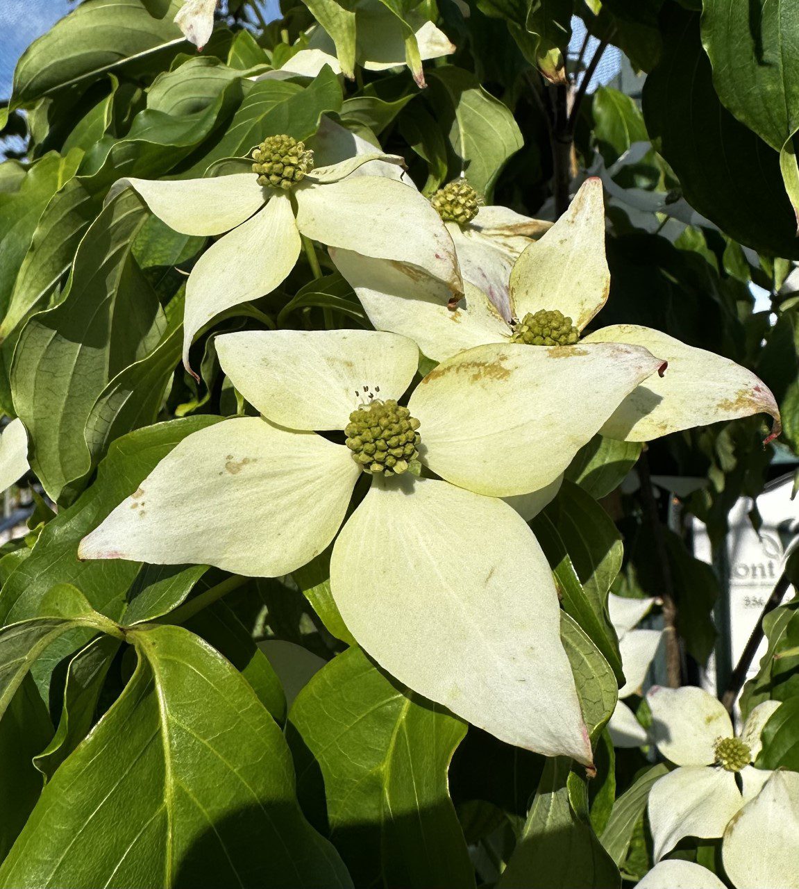 Cornus kousa ‘Galzam’ Galilean® | Piedmont Carolina Nursery