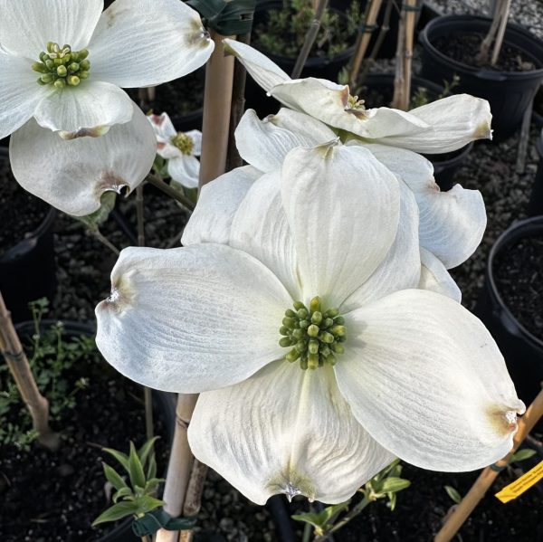 Cornus florida 'Super Princess'