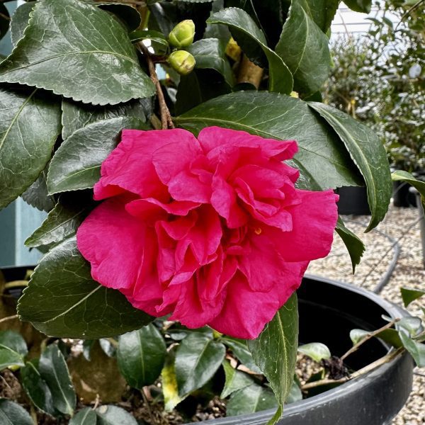 Camellia sasanqua 'La Rouge'