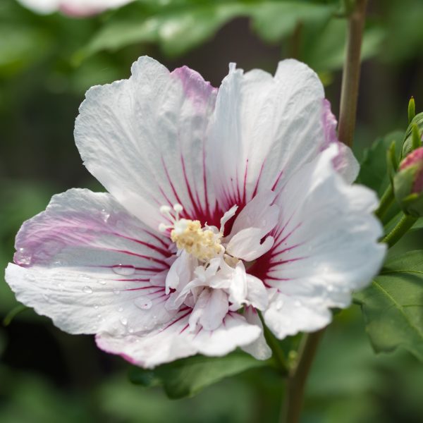 Hibiscus syriacus 'Minspot' First Editions® Fiji™
