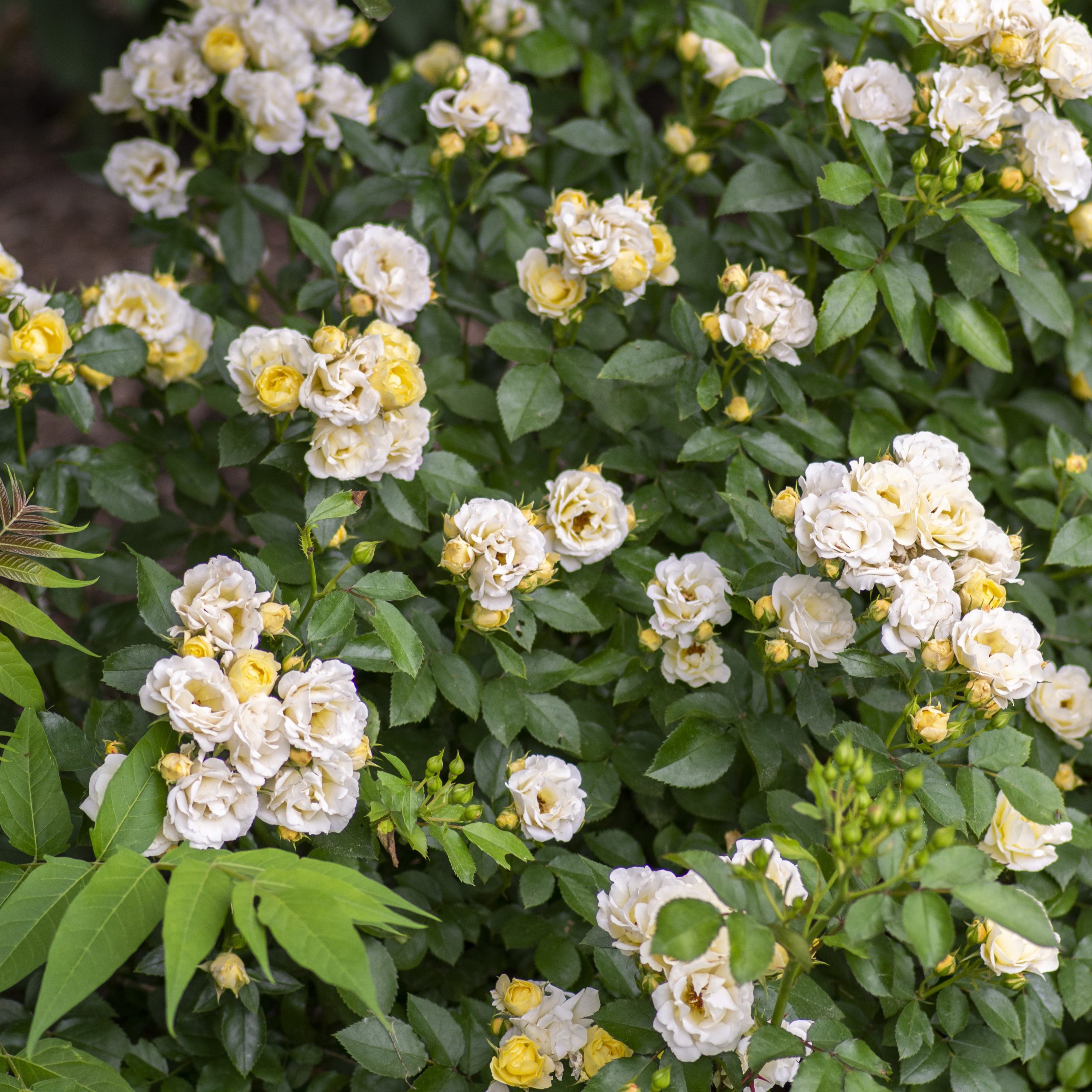 Rosa x ‘Novarospop’ Popcorn Drift® PP24773 Piedmont Carolina Nursery