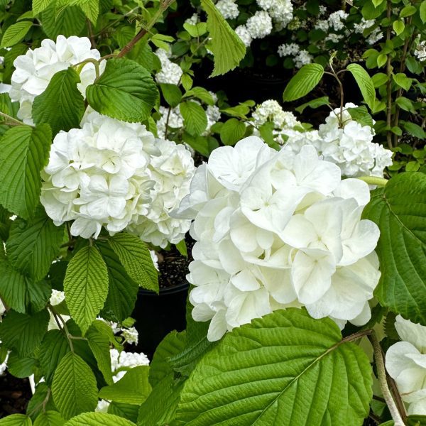 Viburnum plicatum 'Popcorn'