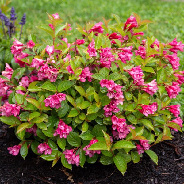 Weigela x 'WOF/R' Strobe™ PP30866