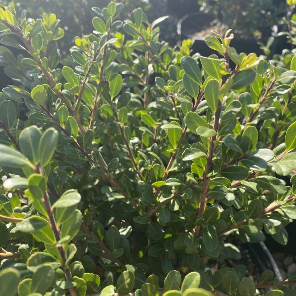 Ilex crenata 'Bennett's Compacta'