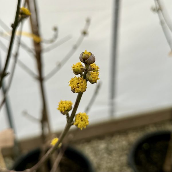 Cornus mas 'Golden Glory'