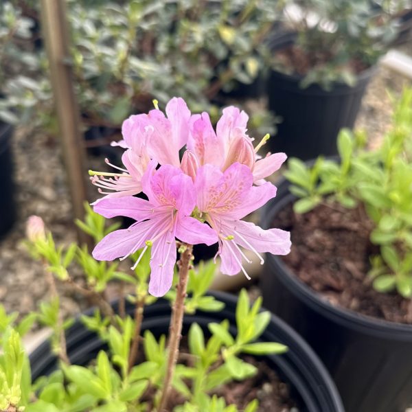 Azalea x 'Western Lights'