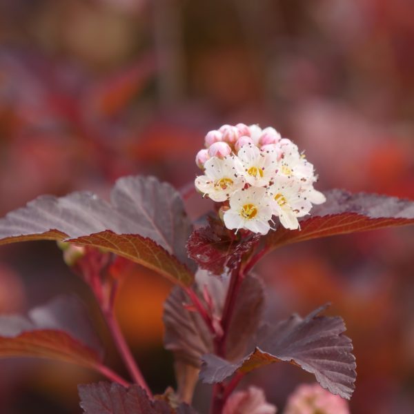 Physocarpus opulifolius 'SMNPOBLR' Ginger Wine® PP28695