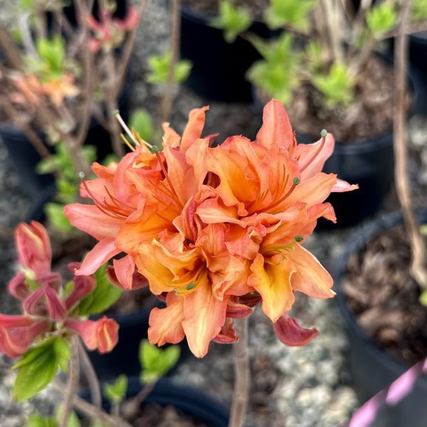Azalea x 'Mandarin Lights'