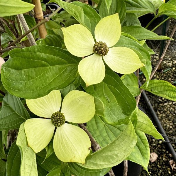 Cornus kousa x nuttallii 'KN4-43' Starlight® PP16293