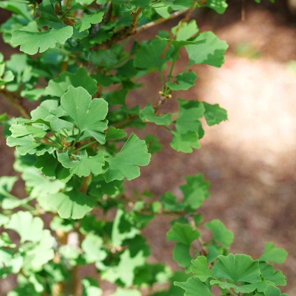 Ginkgo biloba 'Menhir' Skinny Fit® PP24226