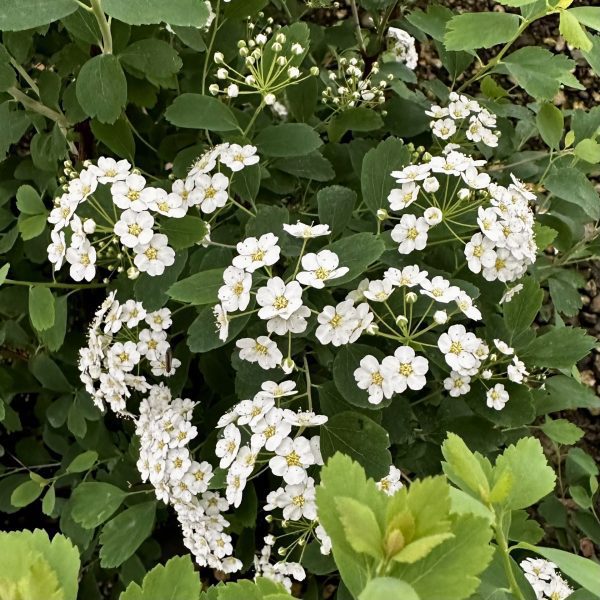Spiraea x vanhouttei