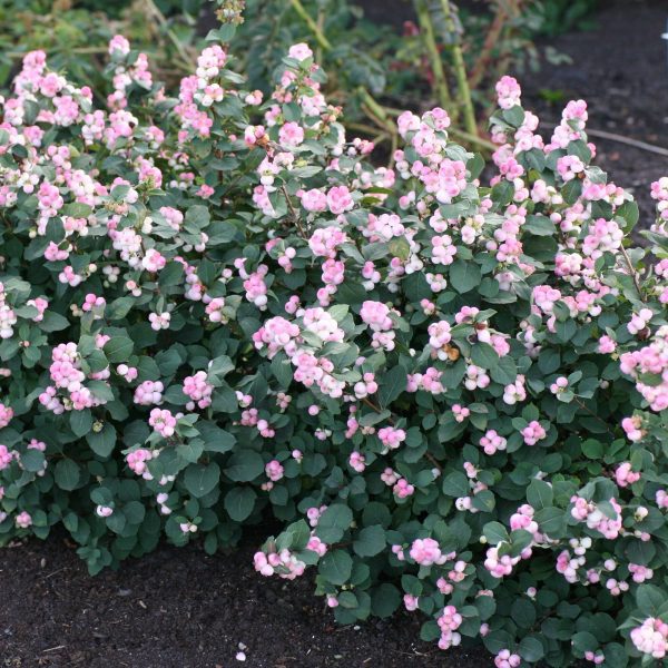 Symphoricarpos doorenbosii 'Kolmpica' Pinky Promise™ PPAF