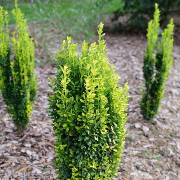Ilex crenata 'NCIC2' Glow Stick™ PPAF