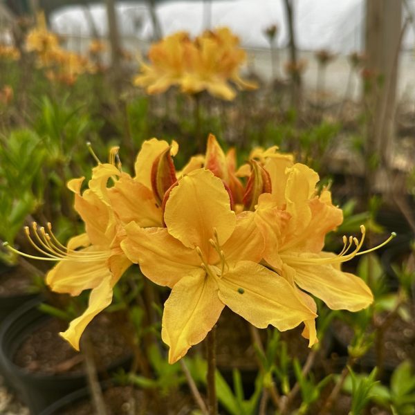 Azalea x 'Golden Lights'
