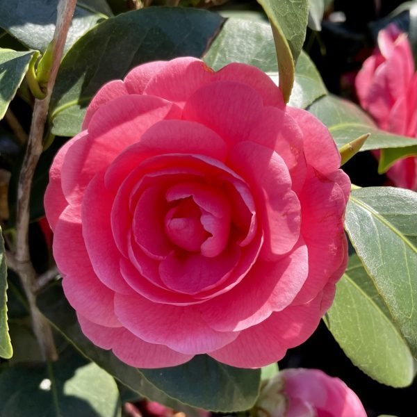 Camellia japonica 'Jacks'