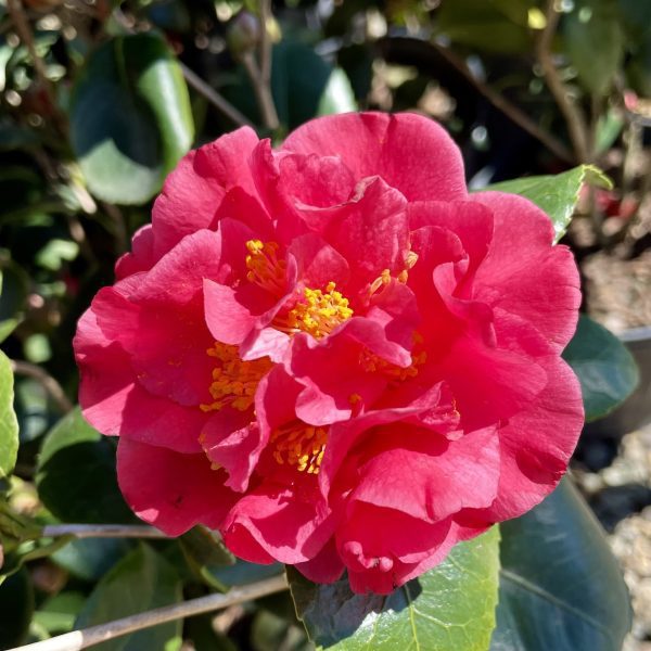 Camellia japonica 'Turandot'
