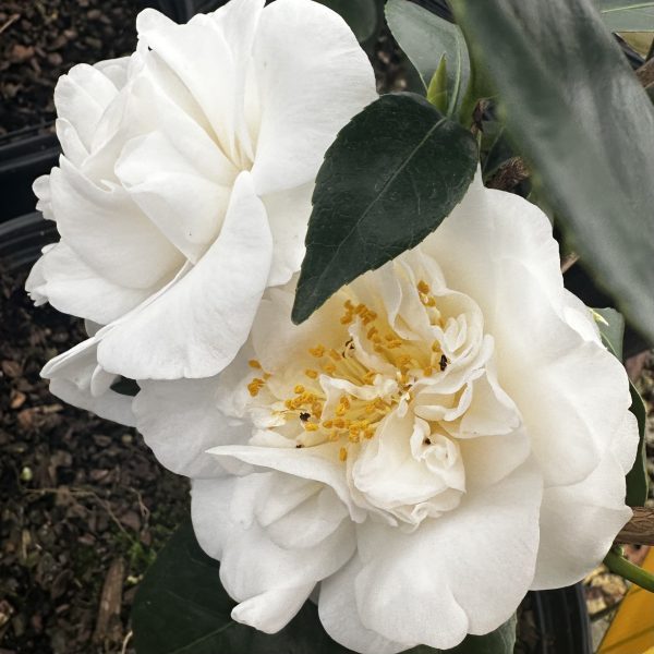 Camellia japonica 'White Empress'
