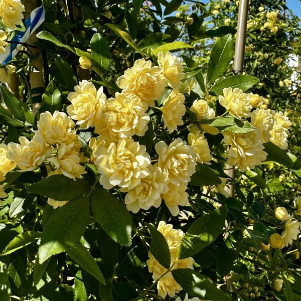 Rosa banksiae 'Lutea'
