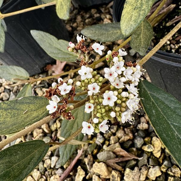 Viburnum x pragense
